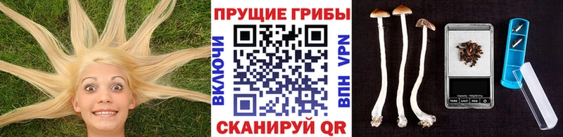 мега зеркало Мостовской Псилоцибиновые грибы Psilocybine cubensis